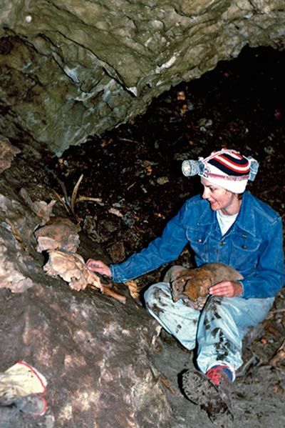 Researcher examining animal skulls and bones at the Bone Bed in Rat's Nest Cave, Canmore Alberta — a 7000-year paleontological record containing 34 mammal species from the Canadian Rockies